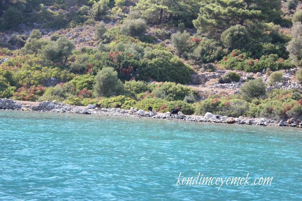 Kamelya Adası(Manastır)